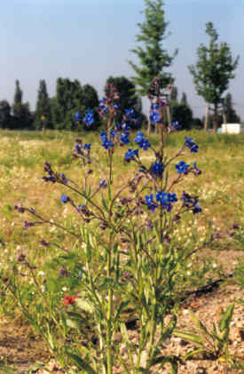 Blütenmosaik Blütenmosaik