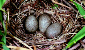 Gelegte Eier sollten auch ausgebrütet werden. Gelegte Eier sollten auch ausgebrütet werden.