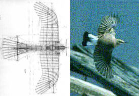 Rumplertaube-Konstruktion und Steinschm�tzer
