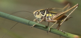 Heuschrecke Heuschrecke