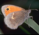 Schmetterling Schmetterling